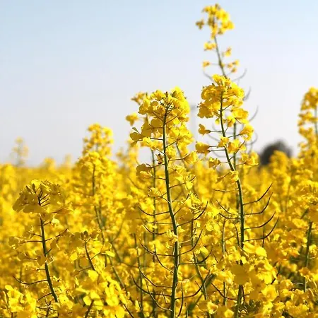 Hotel Avalon Bellevue 3*