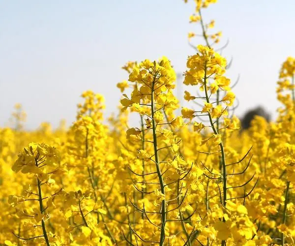 Hotel Avalon Bellevue 3*